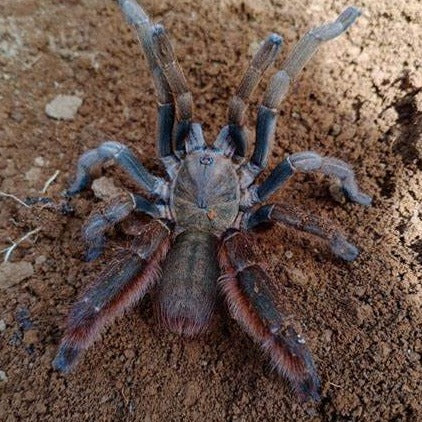 Magnacrus tongmianensis (Chinese Stout Leg Earth Tiger)