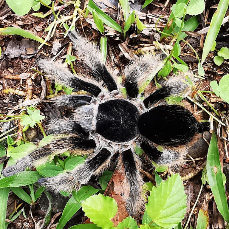 Clavopelma tamaulipeca (Sierra Madre Wooly)