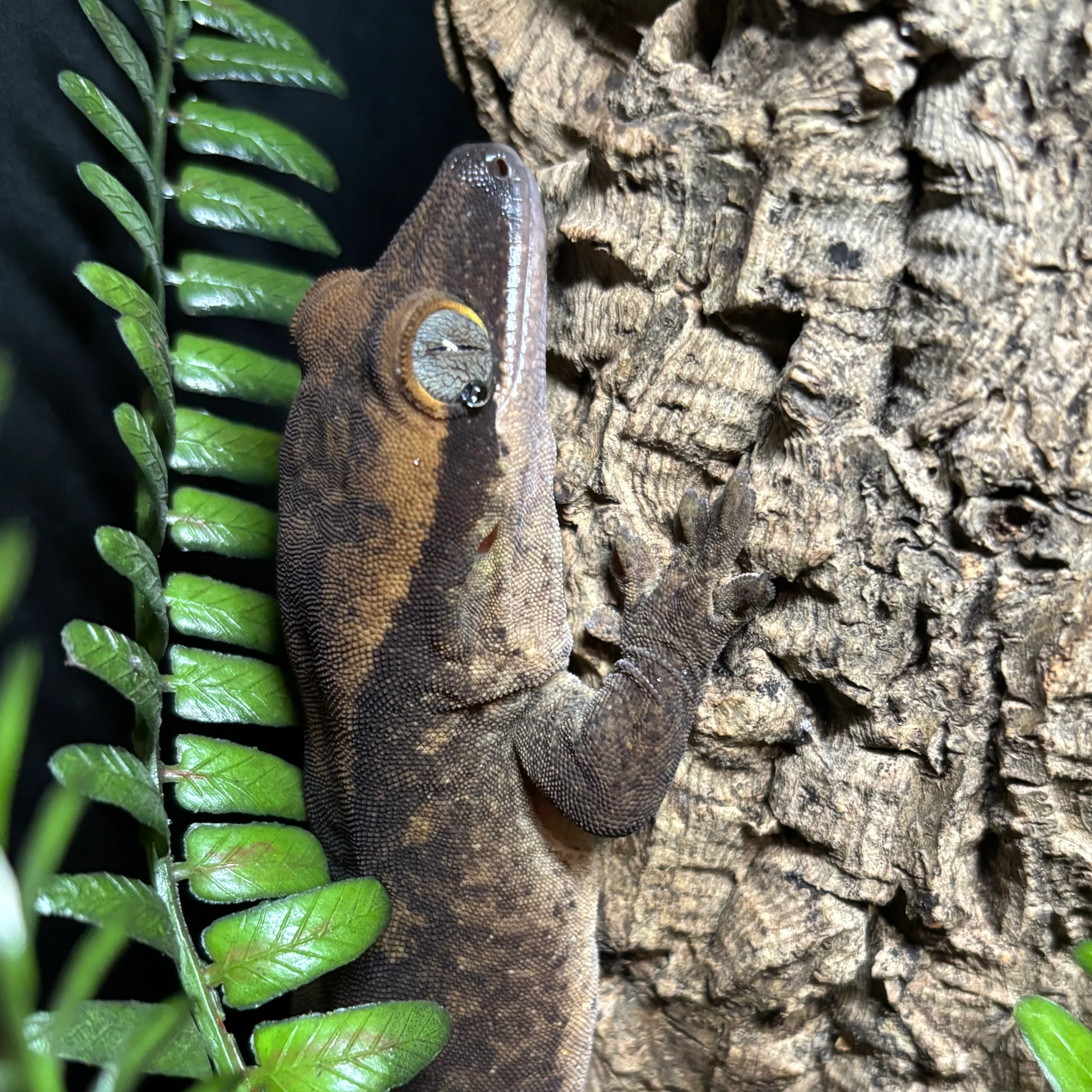 Correlophus sarasinorum (Roux's Giant Gecko) MALE - Image 2