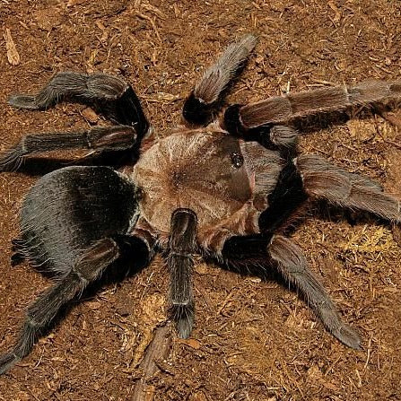 Crassicrus tochtli (Los Tuxtlas Cinnamon)