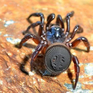 Cyclocosmia latusicosta (Asian Hourglass)