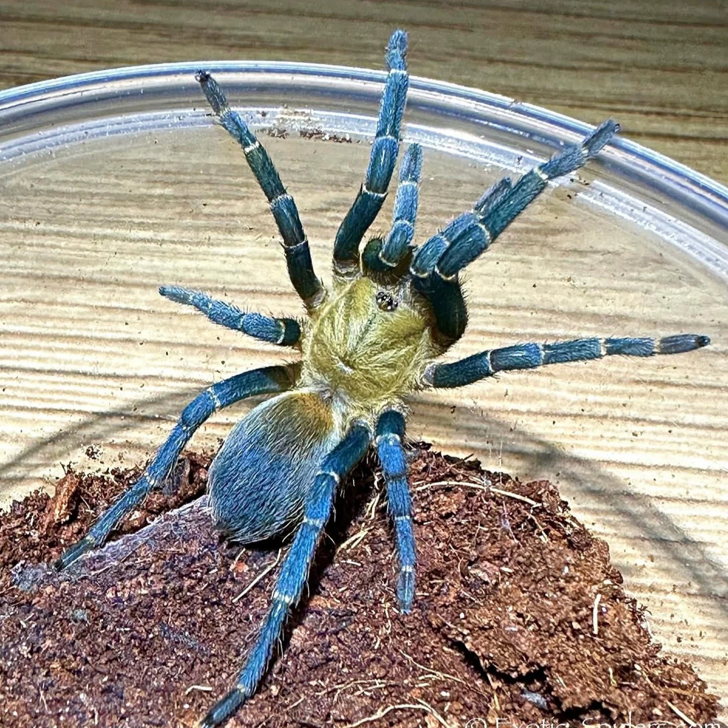 Cyclosternum sp 'Aureum'