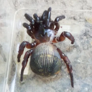 Cyclocosmia truncata (Ravine Trap Door) 1"