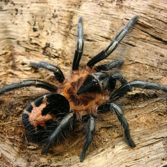 Cyriocosmus leetzi (Venezuelan Dwarf Beauty)