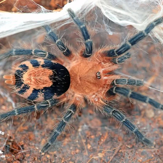 Cyriocosmus perezmilesi (Bolivian Dwarf)
