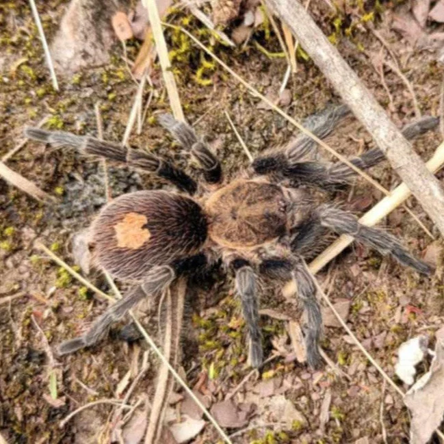 Cyriocosmus sp 'Pinturas'