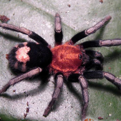 Cyriocosmus venezuelensis (Venezuelan Dwarf Tiger)