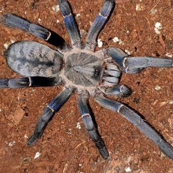 Cyriopagopus cf longipes (Cambodia Blue) 0.75" | 3" MALE