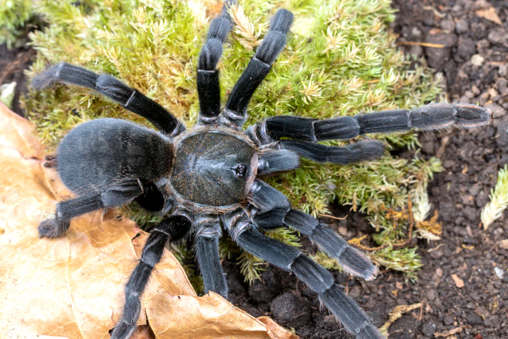 Cyriopagopus minax 'Big Black' (Thai Earth Tiger) - Image 2
