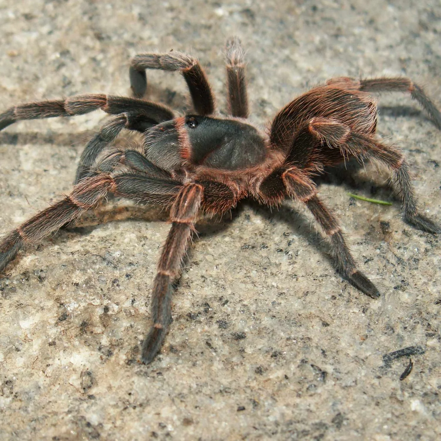 Cyrtopholis sp 'Guardalavaca' 0.25"