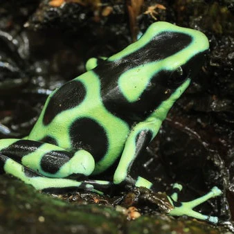 Dendrobates auratus 'Capurgana'