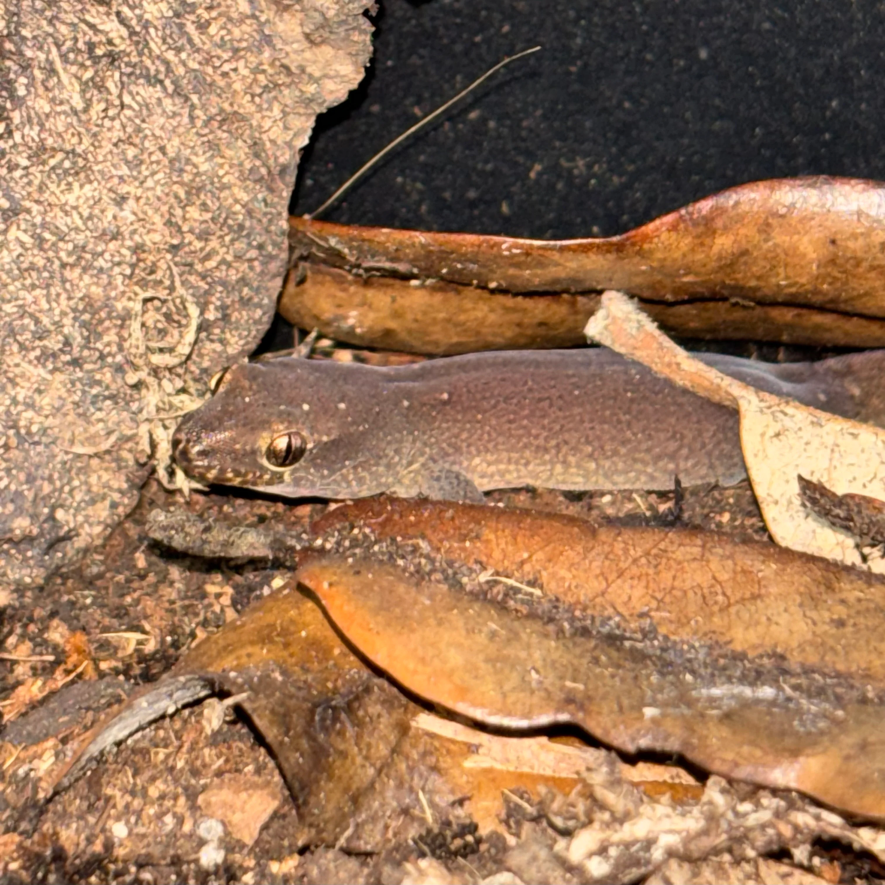 Dierogekko nehoueensis (New Caledonian Striped Gecko) MALE - Image 2