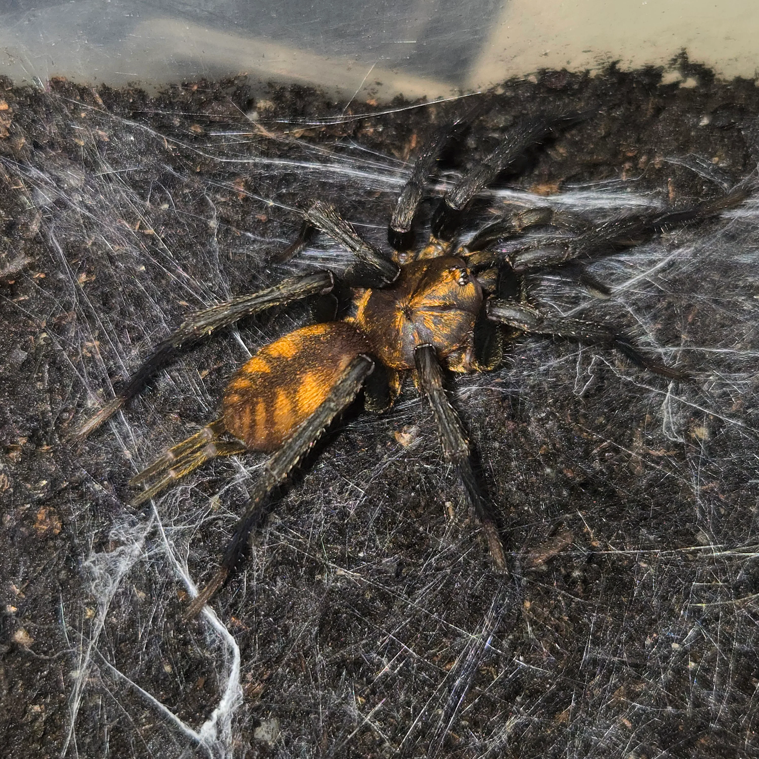 Dipluridae sp 'Golden Stripes' (Golden Striped Curtain Web) 0.5"