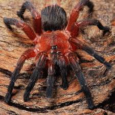 Dolichothele rufoniger (Brazilian Purple Beauty)