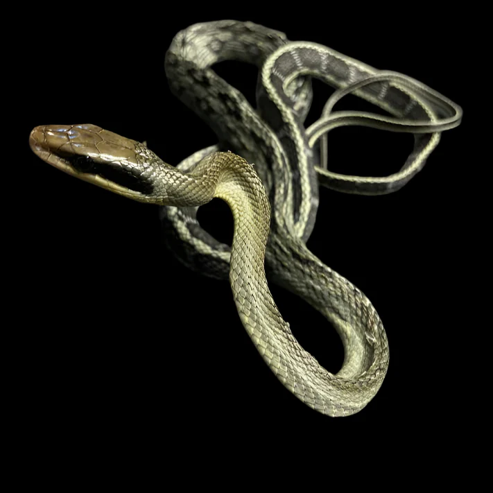 Elaphe taeniura callicyanous (Vietnamese Blue Beauty Rat Snake) Male - Image 3