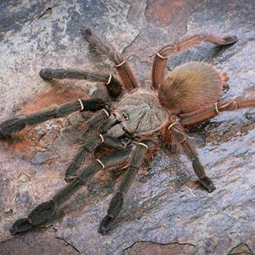Ephebopus uatuman (Emerald Skeleton)