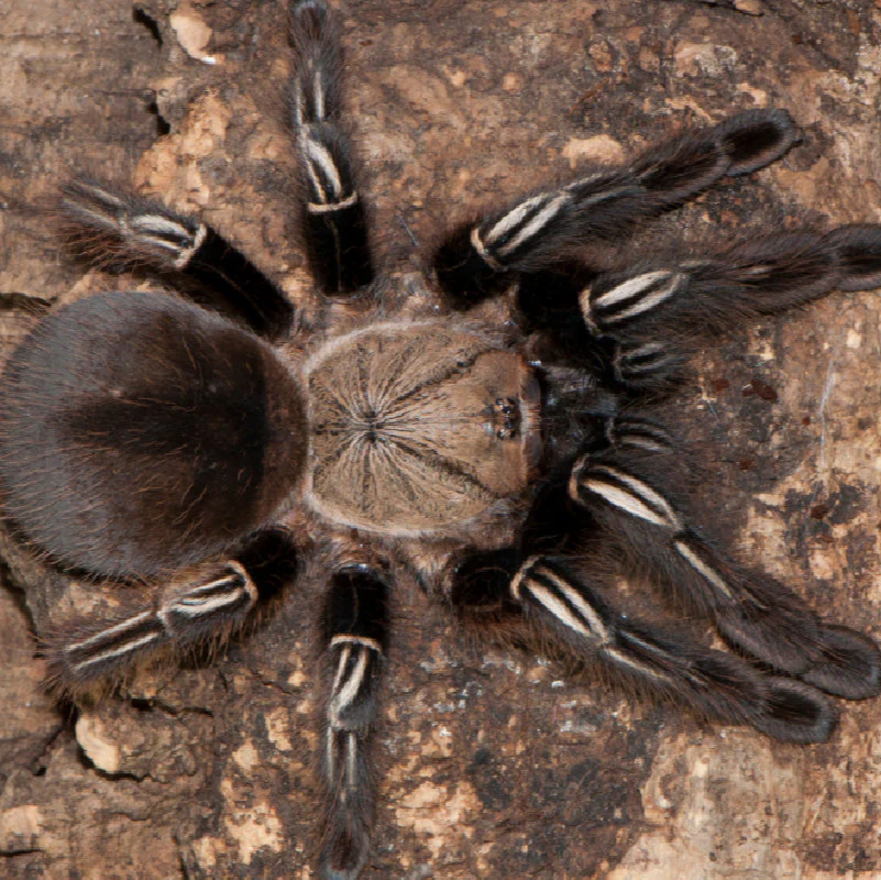 Ephebopus murinus (Skeleton Leg)