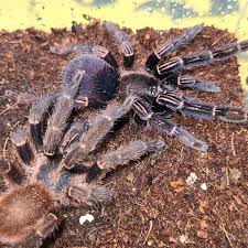 Ephebopus rufescens (Red Skeleton)