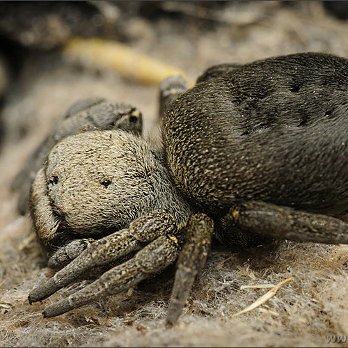 Eresus hermani (Hungarian Velvet)