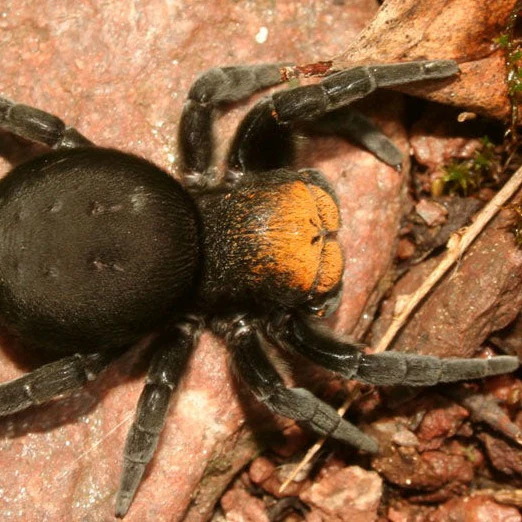 Eresus moravicus (Gold-Faced Velvet)