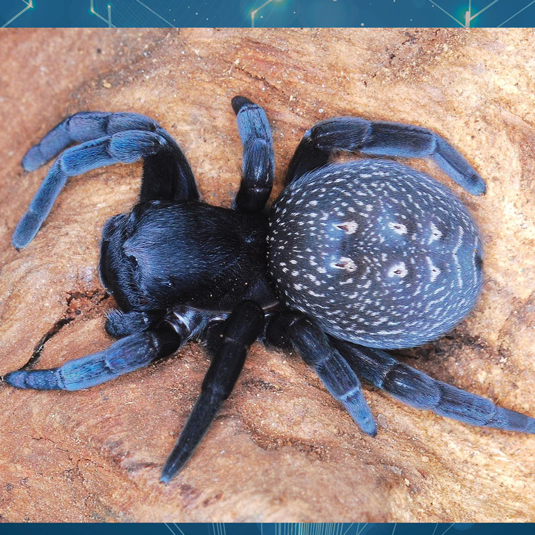 Eresus sp 'Blue Sidi Ifni' (Blue Velvet Spider) 0.125"