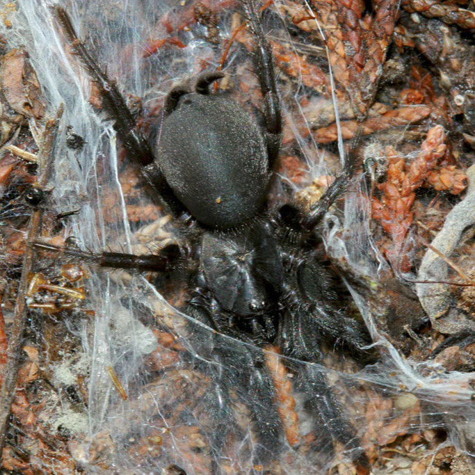 Euagrus sp (Mexican Spiny Curtain Web)