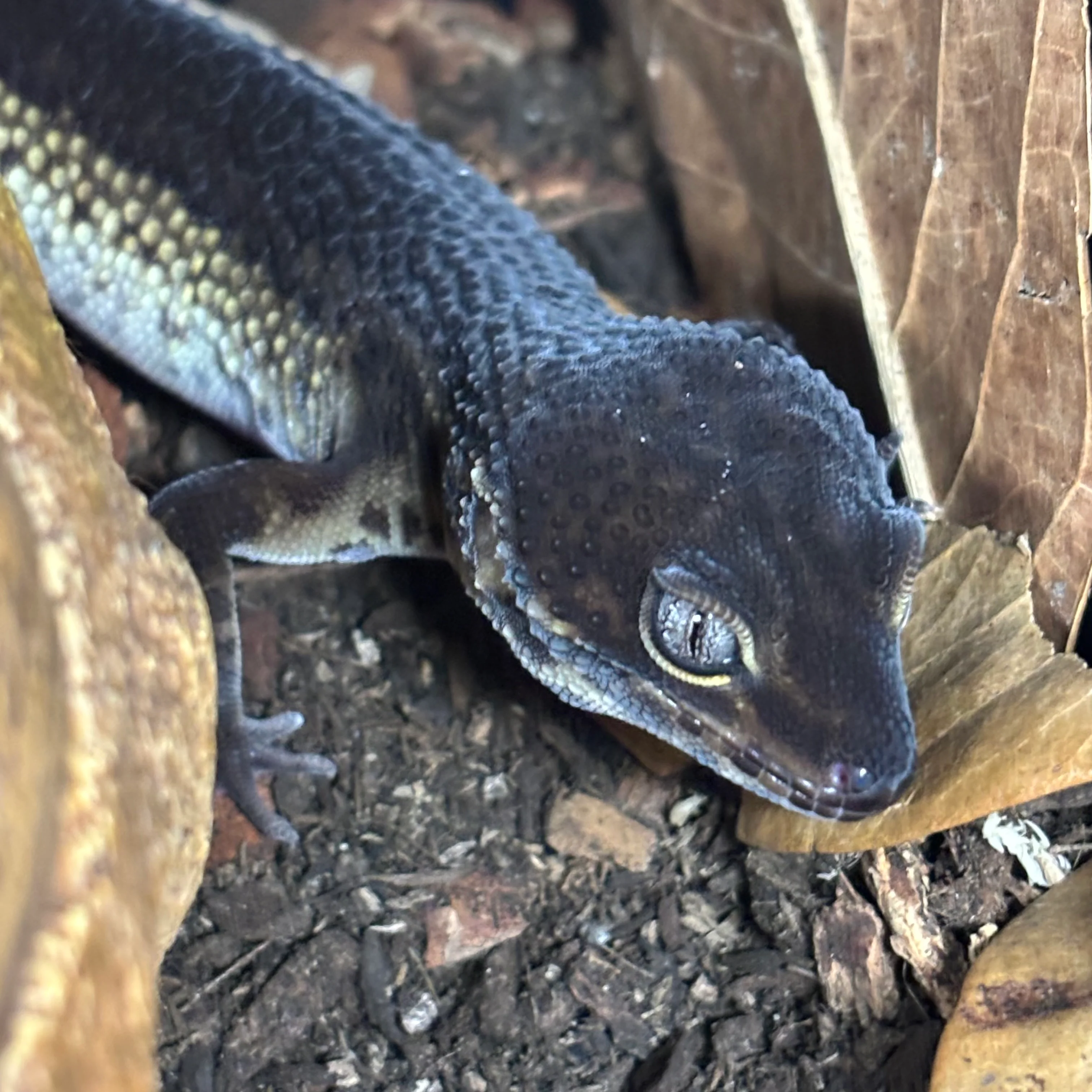 Eublepharis macularius (Leopard Gecko) Black Night FEMALE