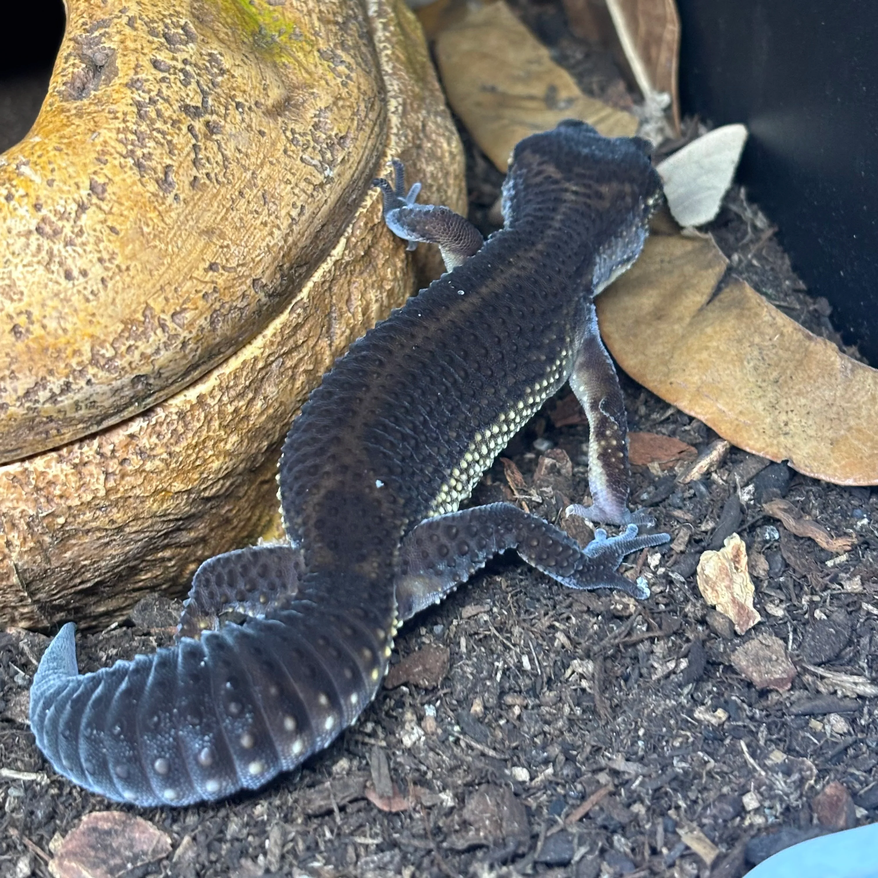 Eublepharis macularius (Leopard Gecko) Black Night FEMALE - Image 2