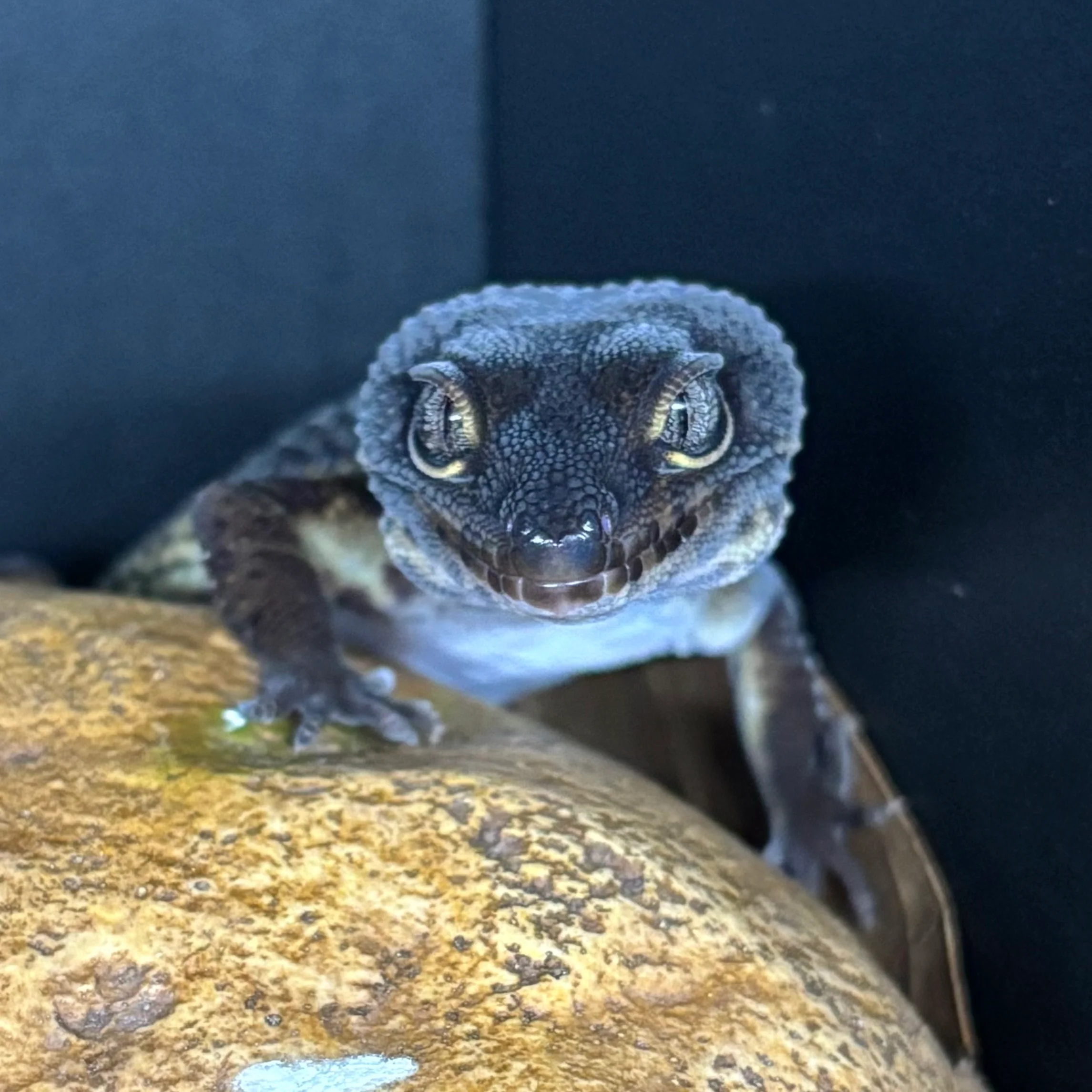 Eublepharis macularius (Leopard Gecko) Black Night FEMALE - Image 3