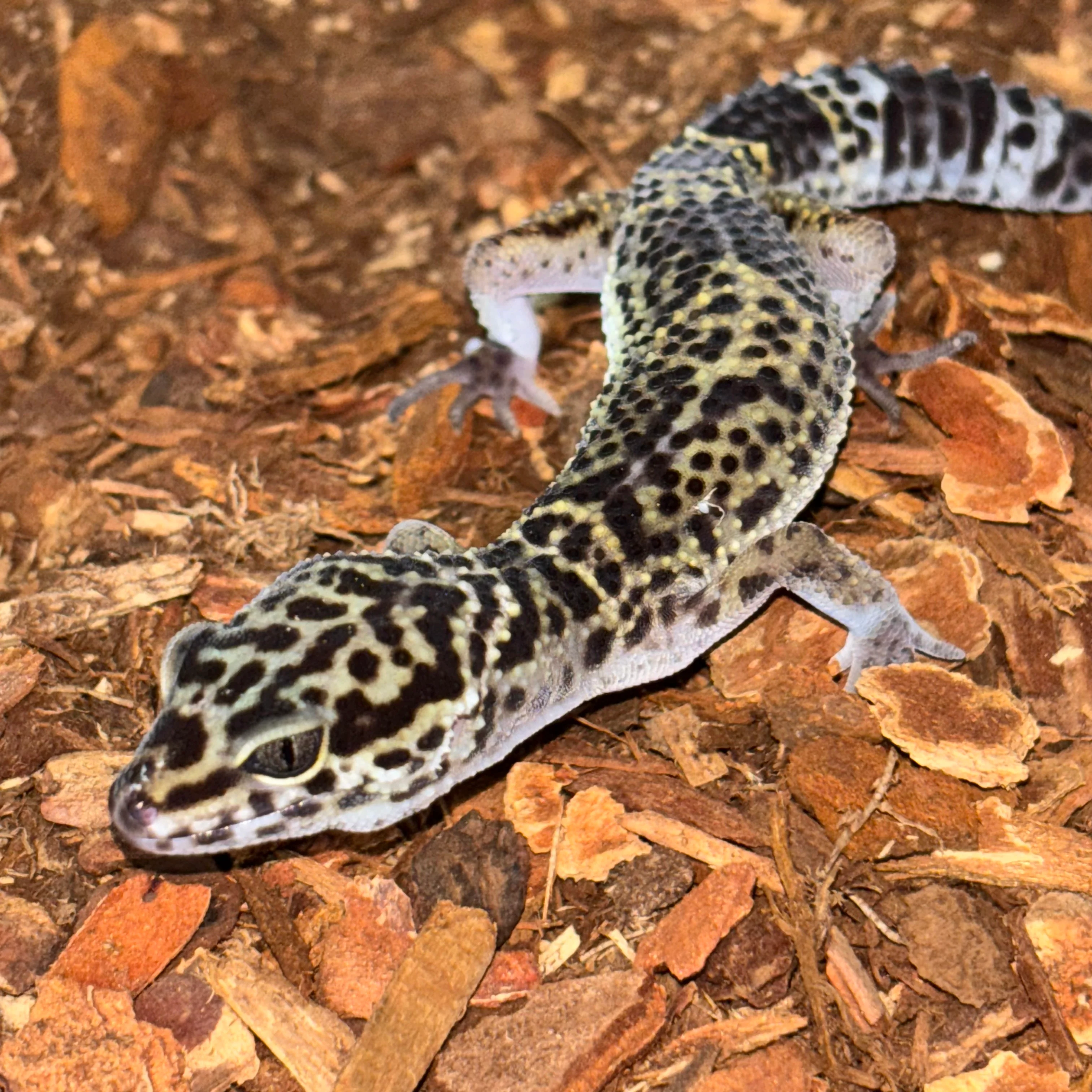 Eublepharis macularius (Leopard Gecko) Black Night Low Expression FEMALE