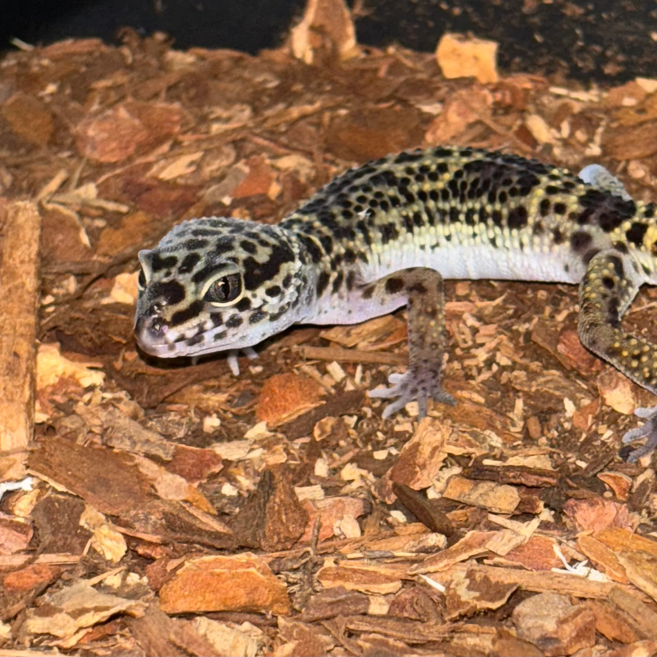 Eublepharis macularius (Leopard Gecko) Black Night Low Expression FEMALE - Image 2