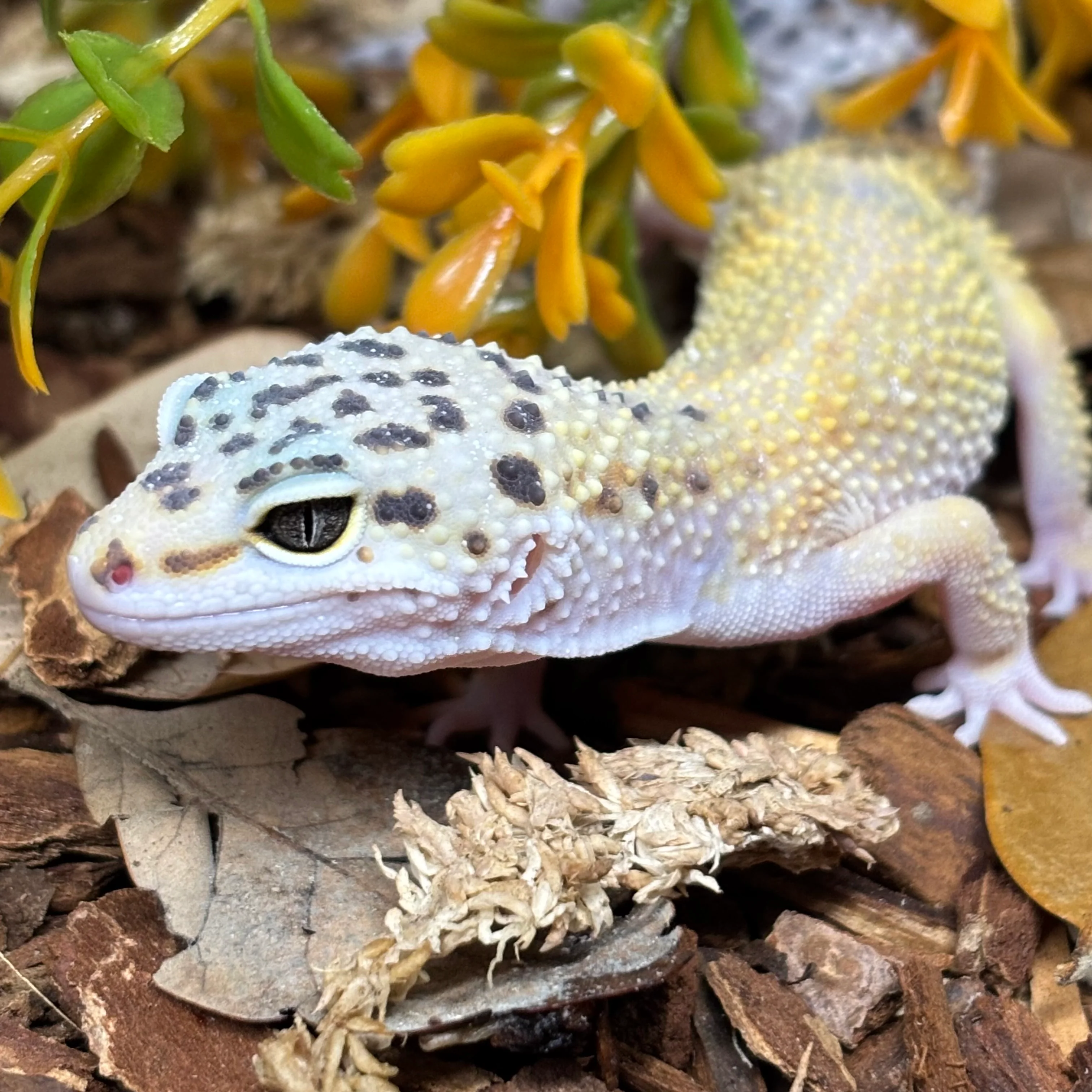 Eublepharis macularius (Leopard Gecko) Hypo Tangerine FEMALE - Image 2