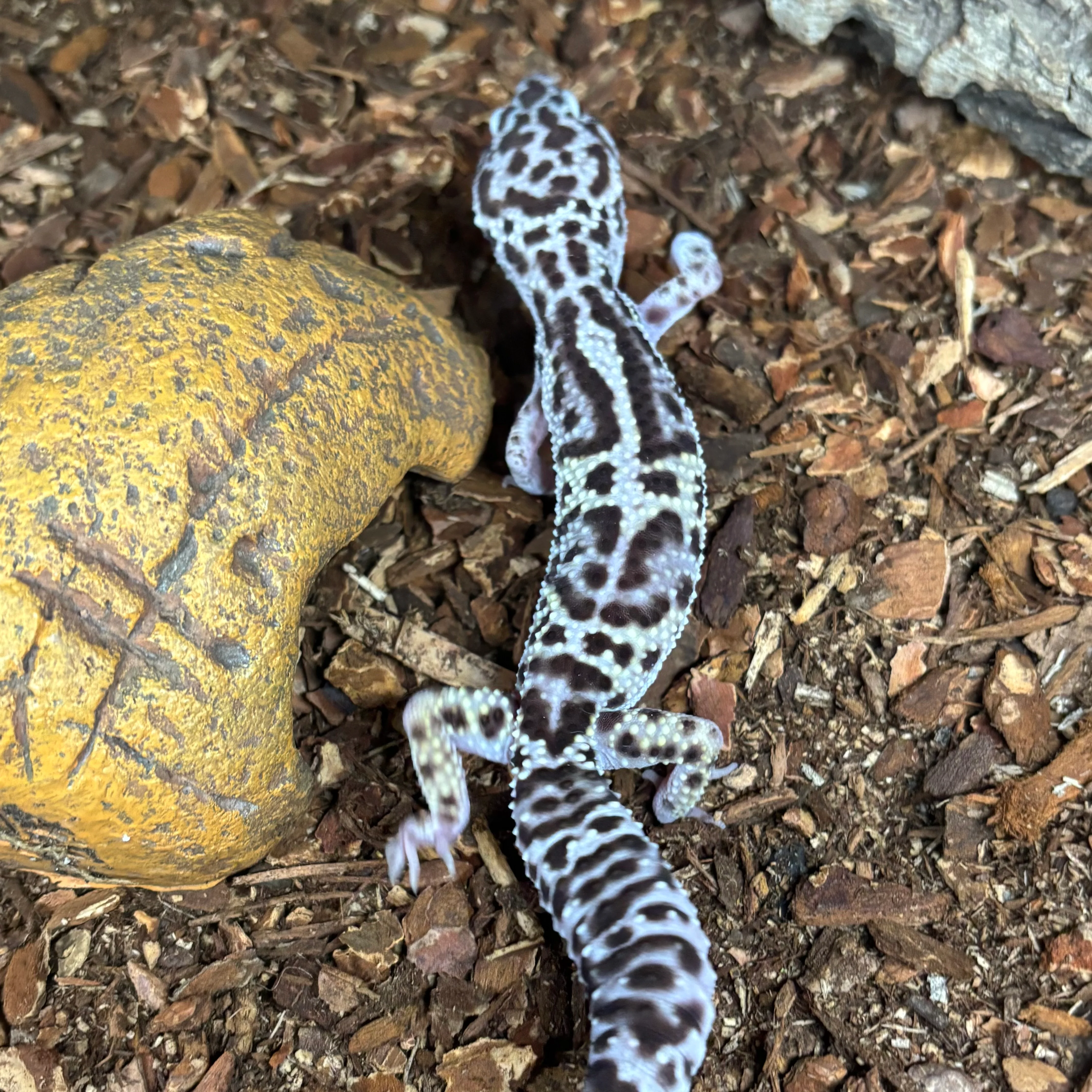 Eublepharis macularius (Leopard Gecko) Jungle Mack Snow FEMALE - Image 2