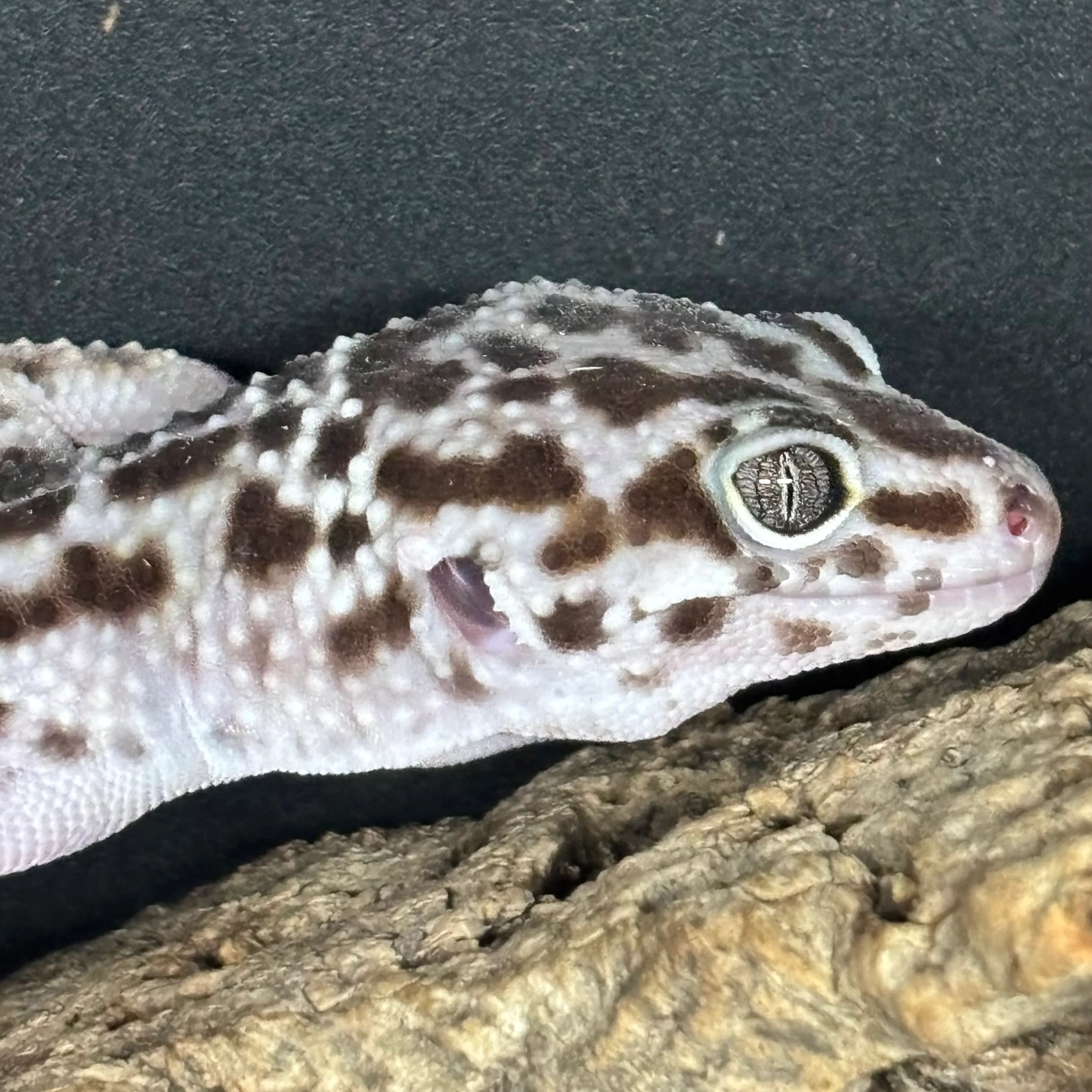 Eublepharis macularius (Leopard Gecko) Jungle Mack Snow FEMALE - Image 3