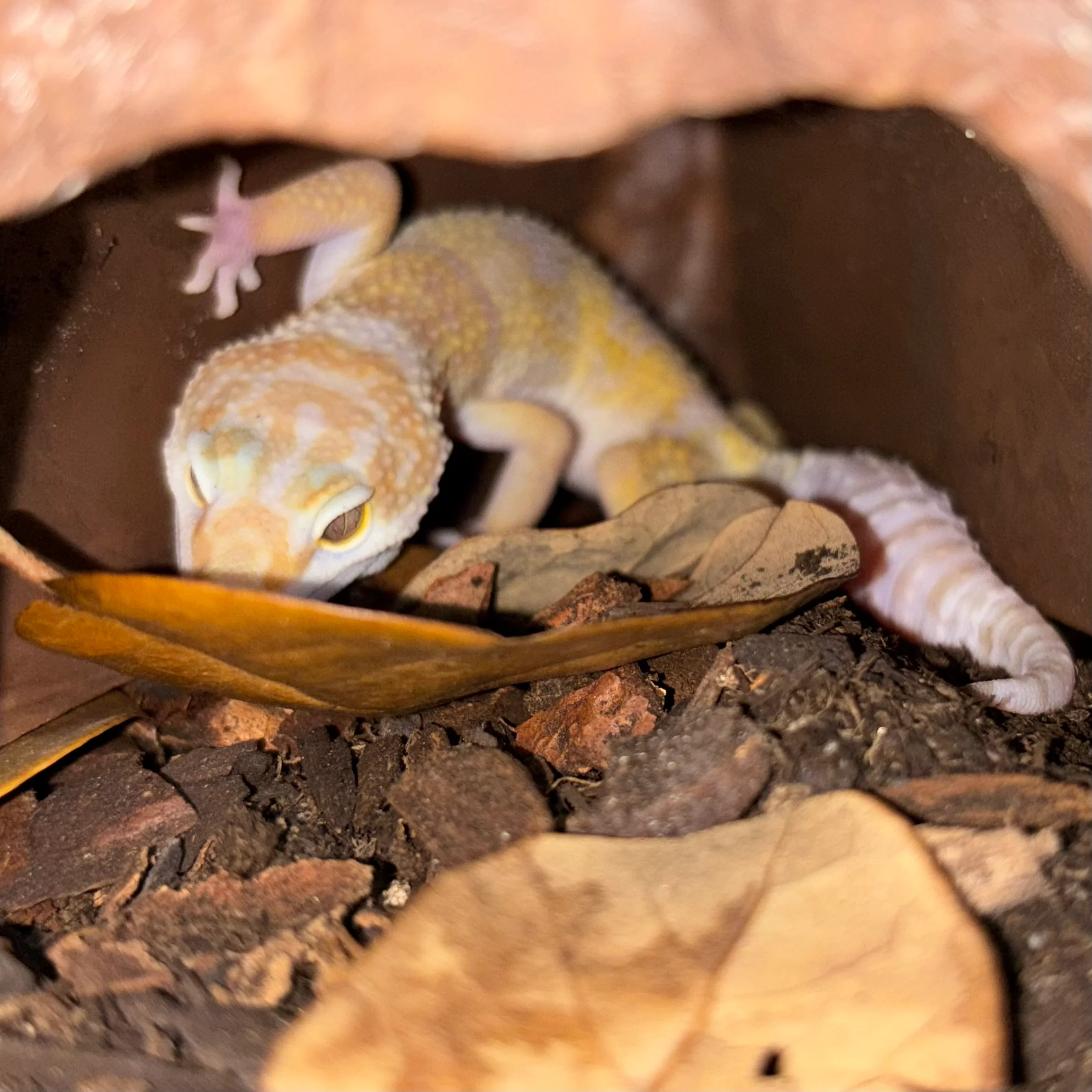Eublepharis macularius (Leopard Gecko) Tremper Albino MALE - Image 2