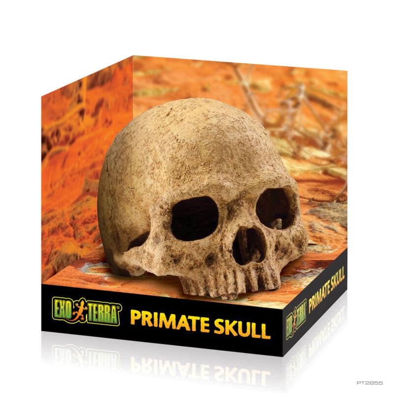 Exo Terra Skulls - Image 2
