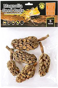 Galapagos Natural Magnolia Seed Pods