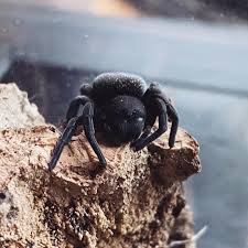 Gandanameno echinata (Namibiian Velvet Spider)