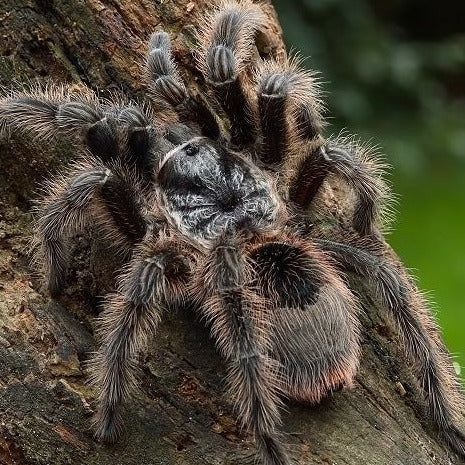 Grammostola grossa (Guarani Giant) 2"