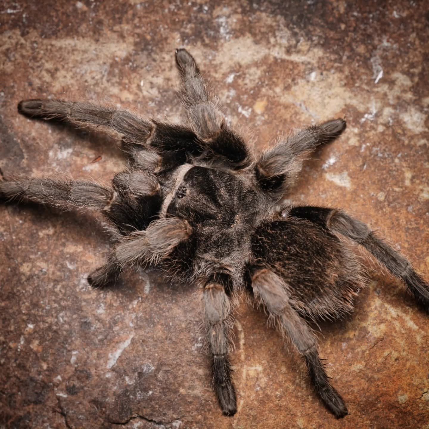 Grammostola quirogai (Uruguayan Black Beauty) - Image 2
