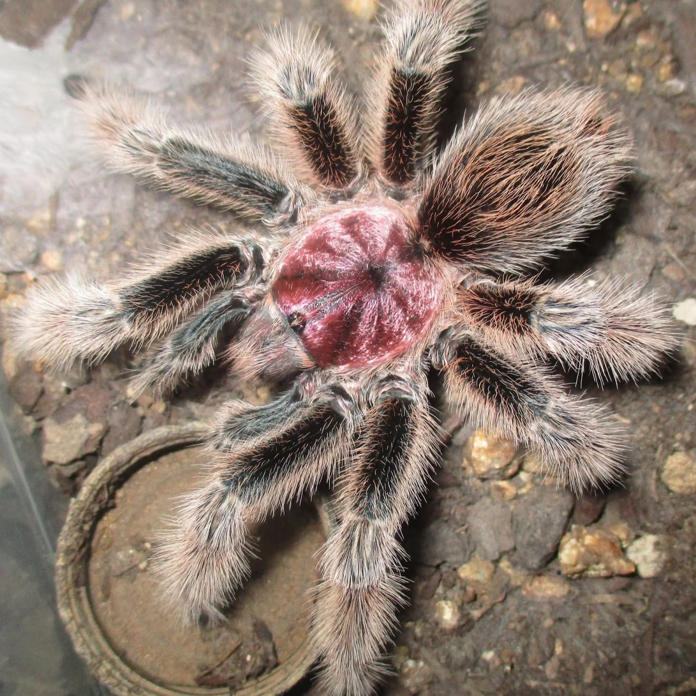 Grammostola rosea (ex: porteri) (Common Rose Hair)