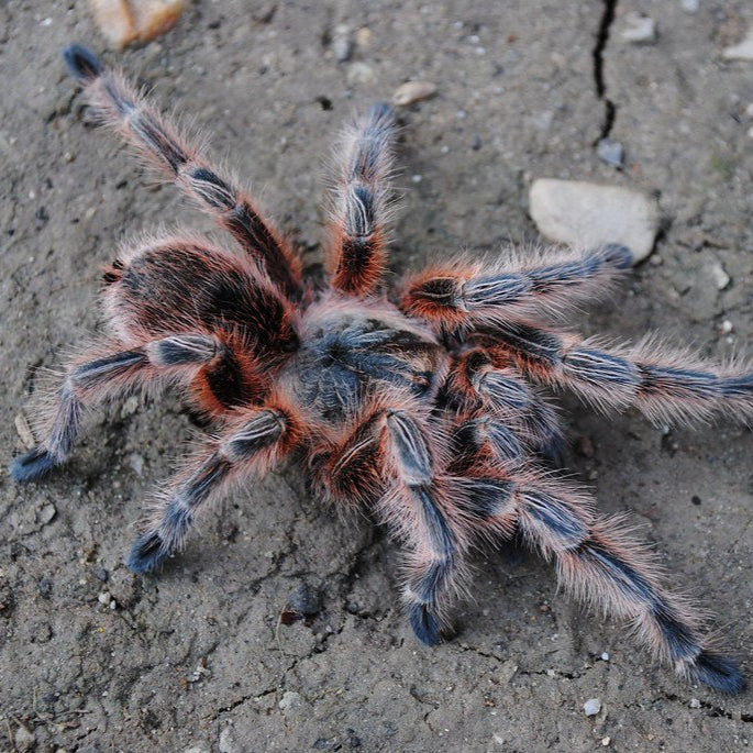 Grammostola sp 'Concepcion' 0.75"