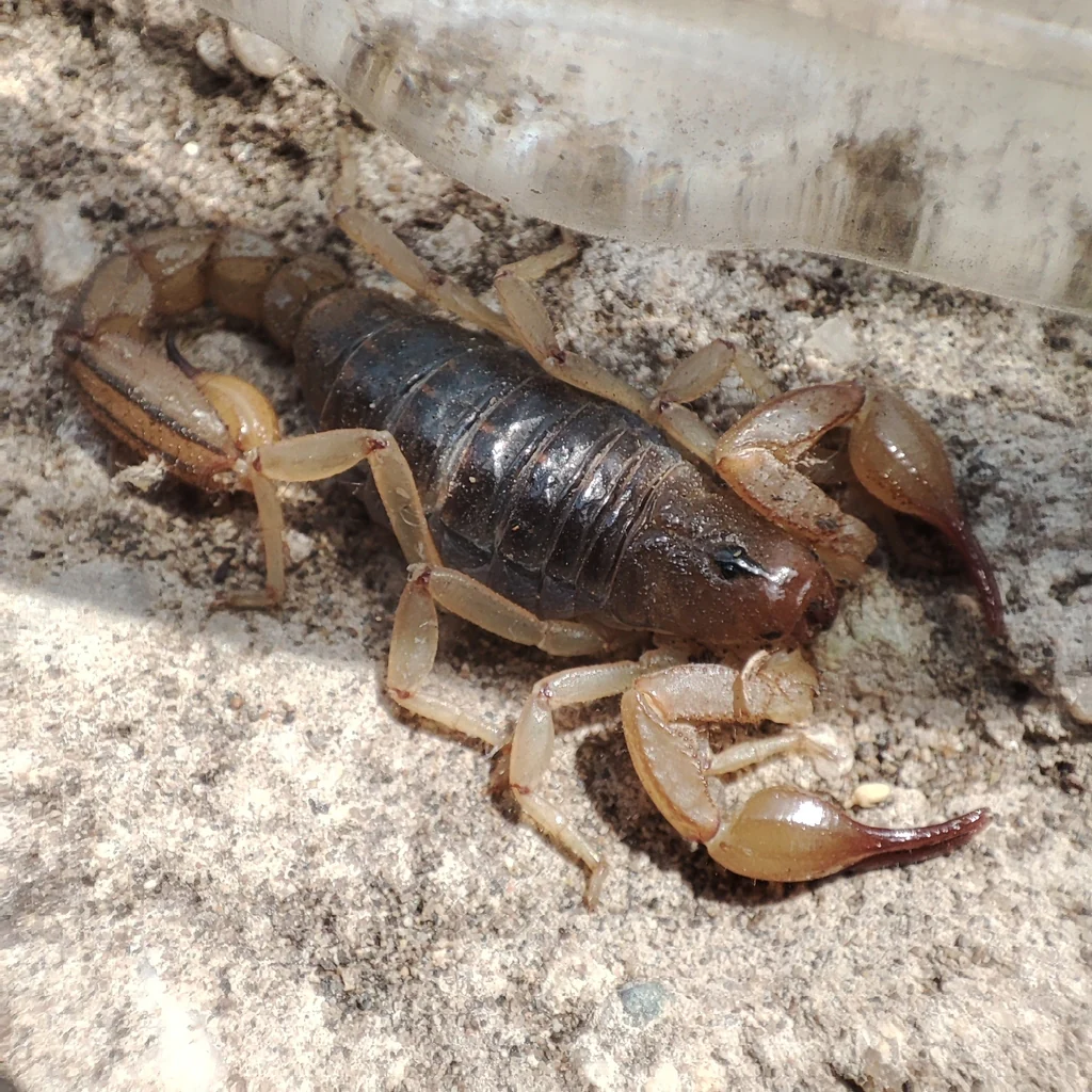 Hadruroides charcasus (Peru Gold Scorpion)