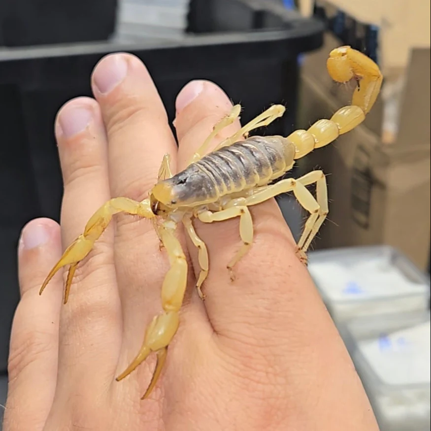 Hadrurus arizonensis (Desert Hairy) 2-3"