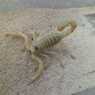 Hadrurus arizonensis pallidus (Pale Desert Hairy) 2"