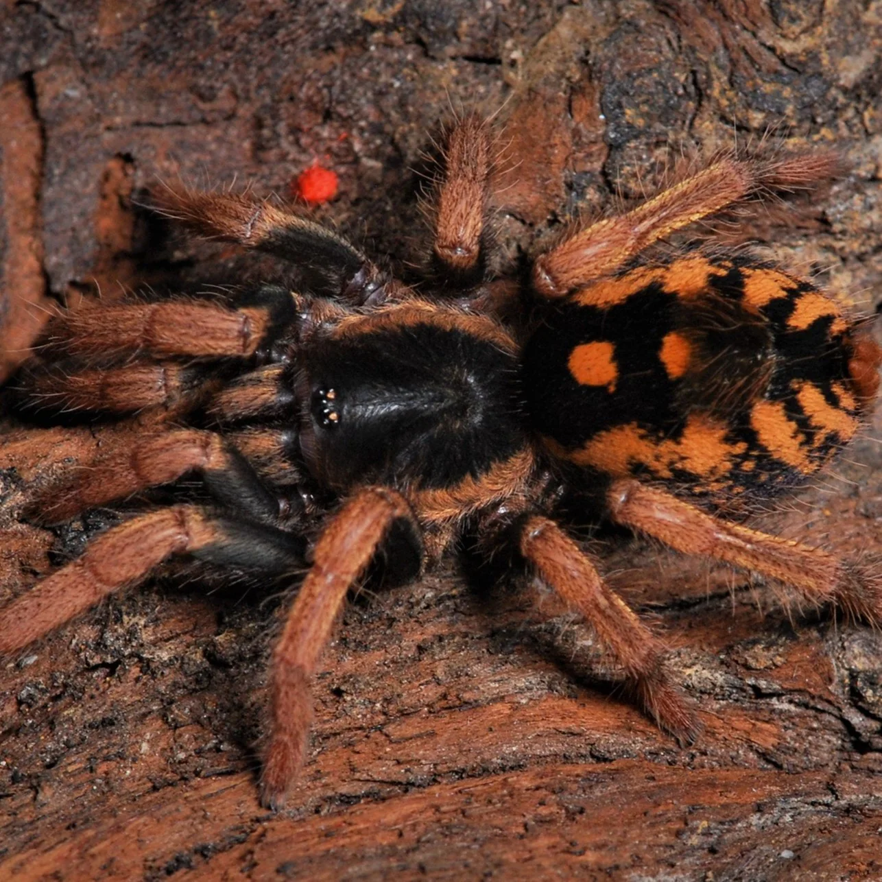 Hapalopus vangoghi (Speckled Patch)