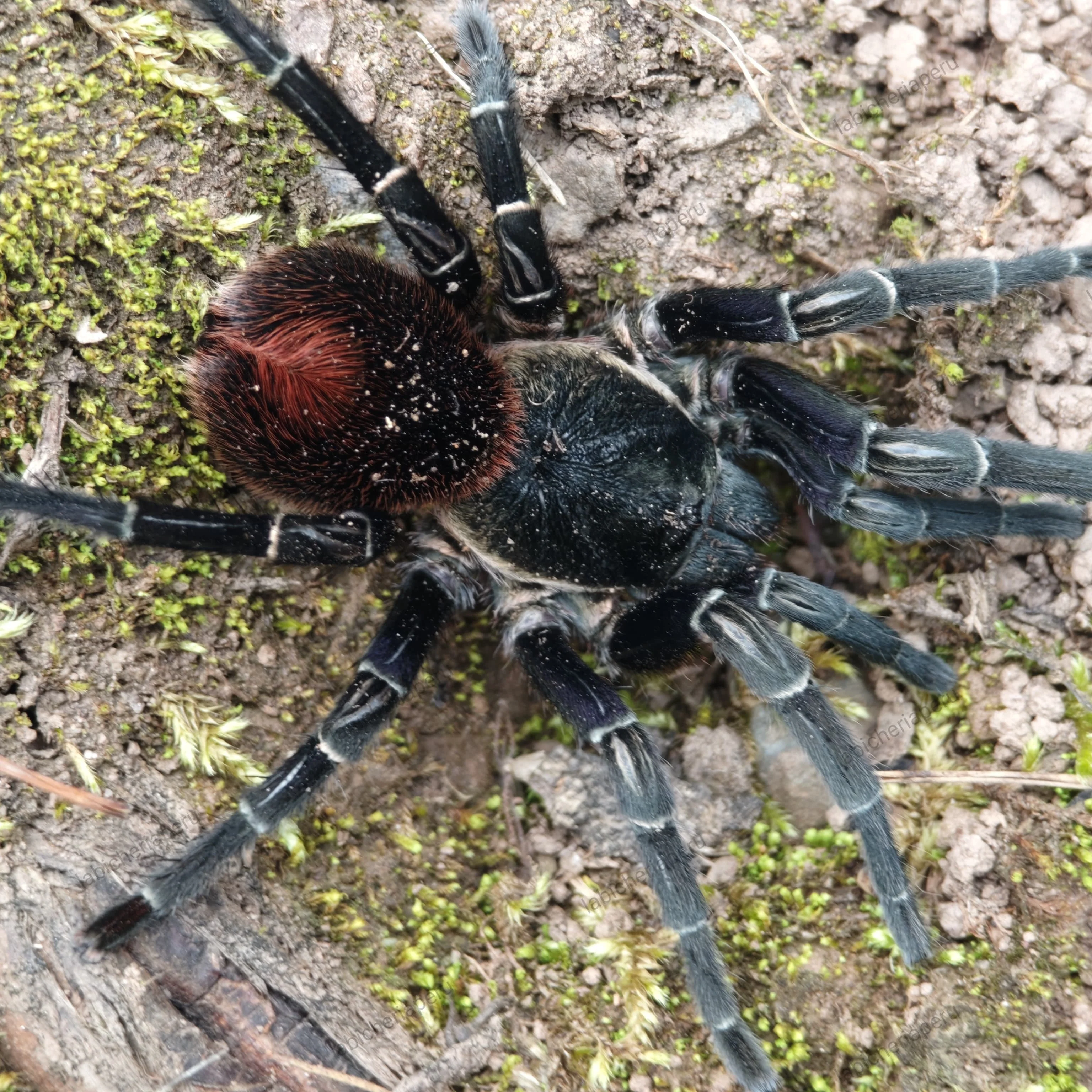 Hapalotremus kaderkai (Kaderka's Tarantula)