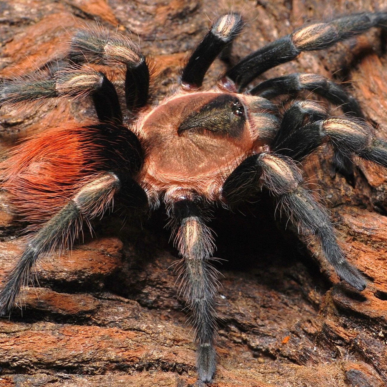 Hapalotremus sp 'Cusco' (Sacred Valley Red Rump) 2.5" PAIRS
