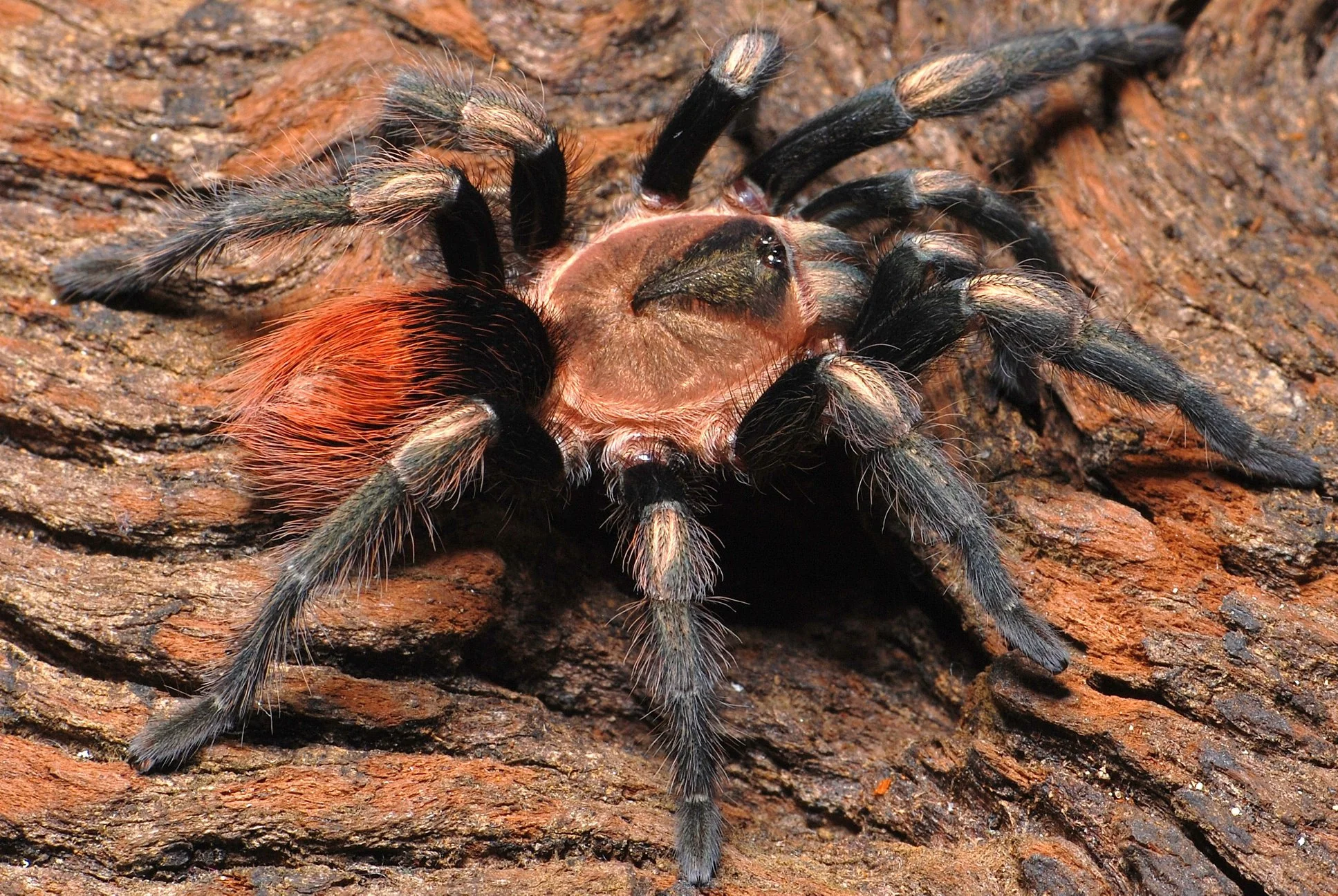 Hapalotremus sp 'Cusco' (Sacred Valley Red Rump) 2.5" PAIRS - Image 2