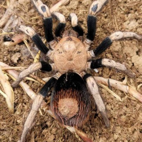 Hapalotremus sp 'Puma'
